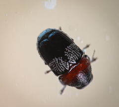 Griburius montezuma