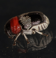 Griburius montezuma