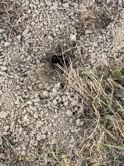 Thomomys bulbivorus