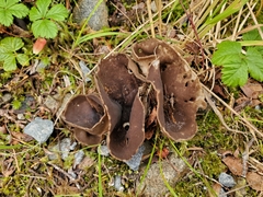 Helvellaceae