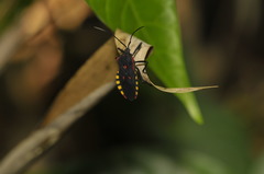 Sephina
