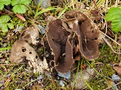 Helvellaceae