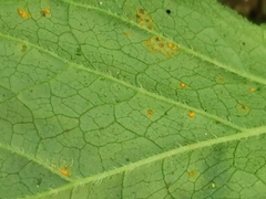 Coleosporium campanulae