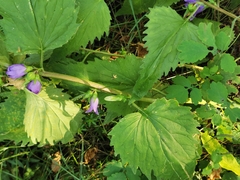 Coleosporium campanulae