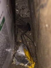Amblypygi