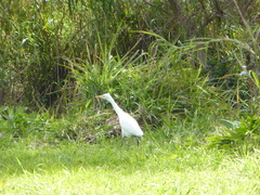 Ardea intermedia plumifera