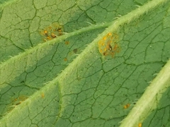 Coleosporium campanulae