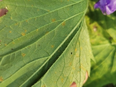 Coleosporium campanulae