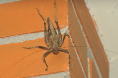 Balboana tibialis
