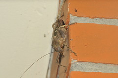 Balboana tibialis