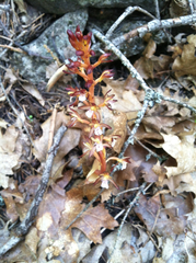 Corallorhiza maculata occidentalis
