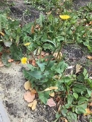Sonchus oleraceus