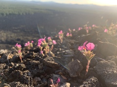 Diplacus deschutesensis