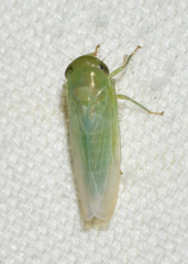 Chlorotettix viridius