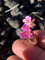 Diplacus deschutesensis