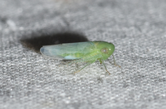 Chlorotettix viridius