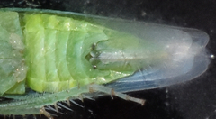 Chlorotettix viridius