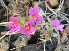 Diplacus deschutesensis