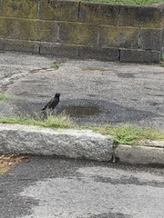 Sturnus vulgaris