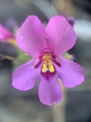 Diplacus deschutesensis