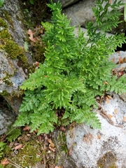 Cryptogramma sitchensis