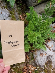 Cryptogramma sitchensis