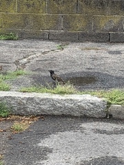 Sturnus vulgaris