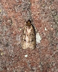 Glyphidocera democratica