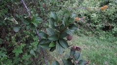 Barnadesia spinosa