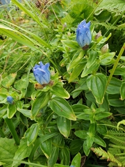 Gentiana platypetala