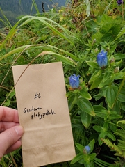 Gentiana platypetala