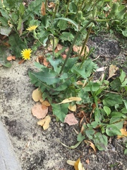 Sonchus oleraceus