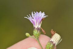 Vernonia texana