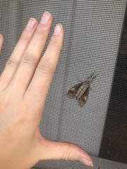 Dasychira obliquata