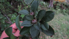 Barnadesia spinosa