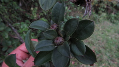 Barnadesia spinosa