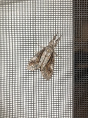Dasychira obliquata