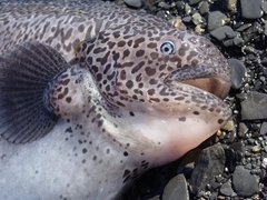 Icosteus aenigmaticus