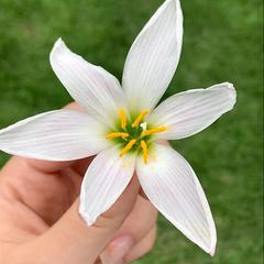 Zephyranthes candida