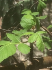 Bursera tomentosa