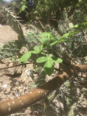 Bursera tomentosa