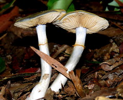 Cortinarius rotundisporus image