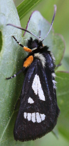 MacCulloch's Forester Moth