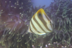 Parachaetodon ocellatus