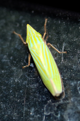 Draeculacephala producta image
