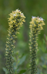 Liatris bridgesii