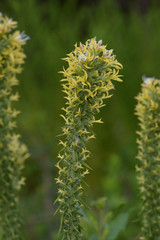 Liatris bridgesii