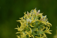 Liatris bridgesii