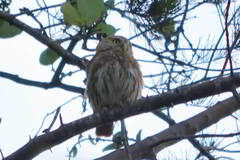 Glaucidium brasilianum