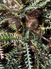 Banksia nivea nivea